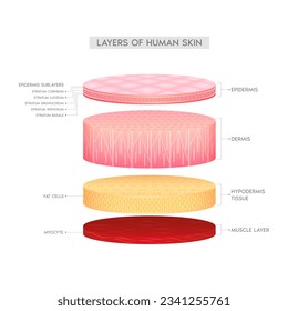 Layer of the human anatomy skin. Dermis epidermis adipose layers, hypodermis tissue, fat cells and muscle. Skin health care concept medical diagram biological infographic. Isolated 3D vector.