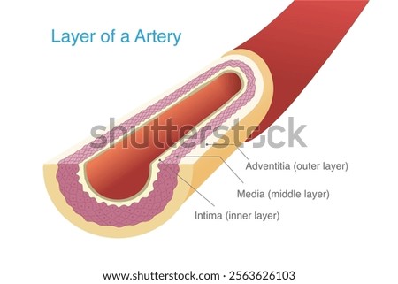 Layer of Human Heathy Artery. Each layer inside the artery included inner, middle, and outer layer. Blood vessels are an important part of the body, brain, heart.