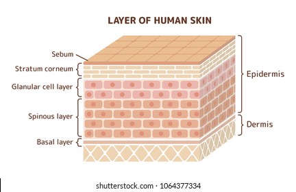 Layer of human skin illustration 