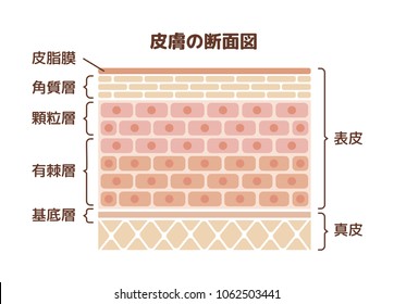 Layer of human skin illustration. translation:epidermis,dermis,sebum,
stratum corneum,glanular cell layer,spinous layer,basal layer.