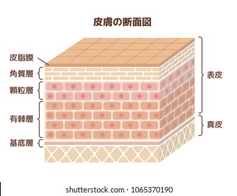 Layer of human skin illustration. translation:epidermis,dermis,sebum, stratum corneum,glanular cell layer,spinous layer,basal layer.