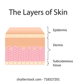 the layer of skin vector isolated on white background