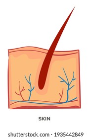 Layer of soft, flexible outer tissue covering body of vertebrates. Isolated icon of marco presentation of organ with follicle and growing hair. Biology and anatomy structure. Vector in flat style