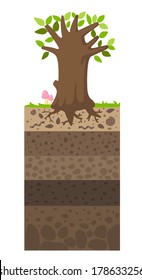  Layer of soil beneath the tree