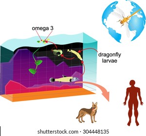 Layered vector infographic of pond ecosystem. Diagram dragonfly, fish, pond, man animals all components in circulation of omega3. 