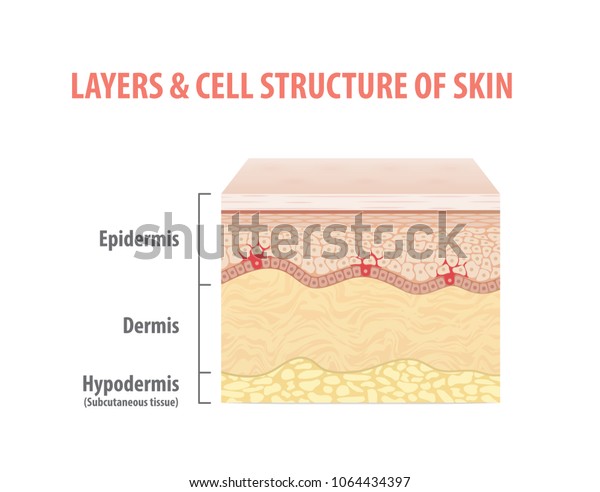 Layers Cell Structure Skin Illustration Vector Stock Vector (royalty 