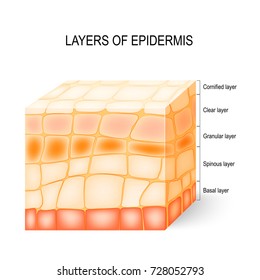 Layers of epidermis: cornified, clear, granular, spinous and basal layer. Illustration showing a section of epidermis with epidermal layers labeled.