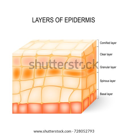 Layers of epidermis: cornified, clear, granular, spinous and basal layer. Illustration showing a section of epidermis with epidermal layers labeled.