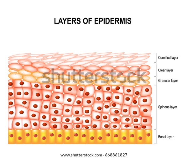 表皮层 角质细胞 透明细胞 颗粒细胞和基底细胞库存矢量图 免版税 668861827