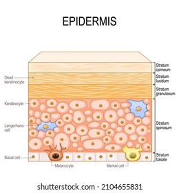 layers of epidermis. epithelial cells: Keratinocytes, Melanocyte, Langerhans, Merkel and Basal cells. Poster for medical and educational use. Structure of the humans skin. Vector illustration 