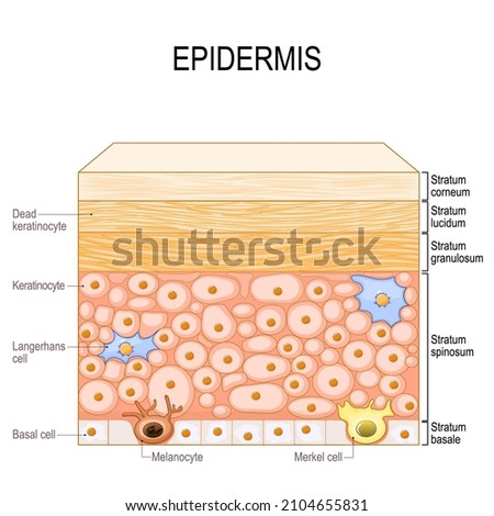 layers of epidermis. epithelial cells: Keratinocytes, Melanocyte, Langerhans, Merkel and Basal cells. Poster for medical and educational use. Structure of the humans skin. Vector illustration 