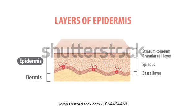 Layers Epidermis Illustration Vector On White Stock Vector (Royalty ...