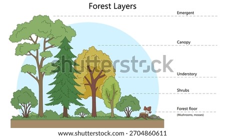 layers of a forest, including emergent, canopy, understory, shrub layer, and forest floor diagram hand drawn schematic vector. Science educational illustration
