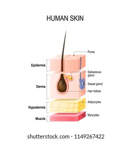 Layers of Healthy Human Skin with hair follicle, sweat and sebaceous glands. Epidermis, dermis, hypodermis and muscle tissue. Vector illustration for your design, educational and medical use