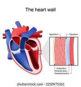 Layers of Heart wall. Pericardium structure. Anatomy of pericardial sac. Vector illustration