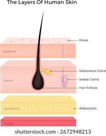Camadas da pele humana, epiderme, derme hipodérmica, ilustração vetorial