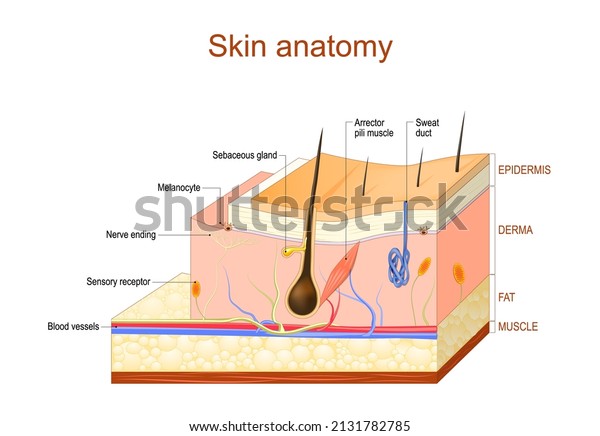 Layers Of Human Skin. Epidermis (horny layer and\
granular layer), Dermis (connective tissue) and Subcutaneous fat\
(adipose tissue)