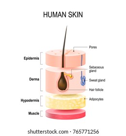 Layers Of Human Skin with hair follicle, sweat and sebaceous glands. Epidermis, dermis, hypodermis and muscle tissue. Vector illustration for your design and medical use