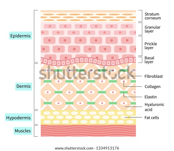 layers of\
the human skin. skin and health care\
concept