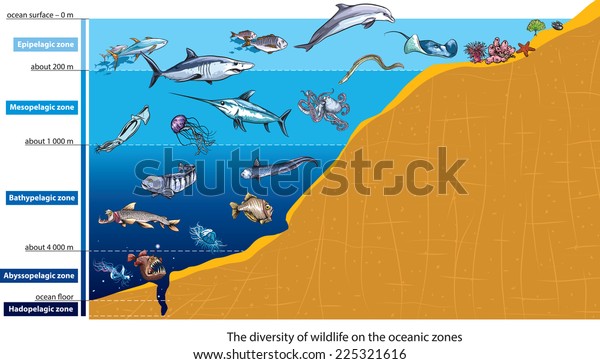 Layers Ocean Deep Sea Creatures Stock Vector (Royalty Free) 225321616