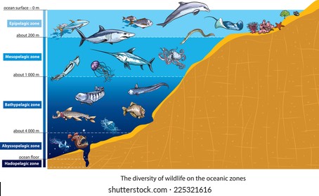 Layers of the ocean (deep-sea creatures).