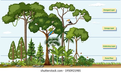 Layers of a Rainforest with name illustration