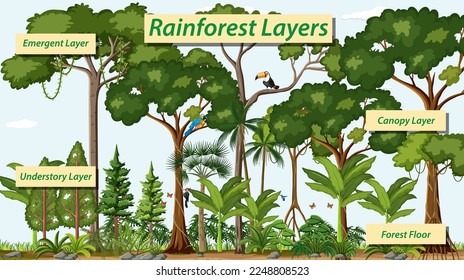 Layers of the rainforest vector illustration