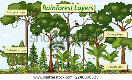 Layers of the rainforest vector illustration