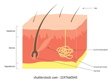 Layers Of The Skin.  Epidermis, Dermis And Hypodermis Layers And Structures