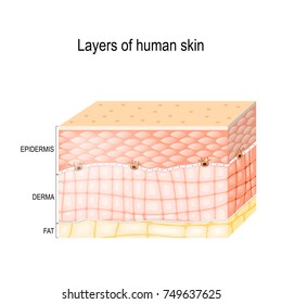 406 Connective tissue diagram Stock Illustrations, Images & Vectors ...