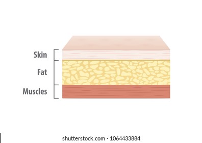 Layers of skin illustration vector on white background. Medical concept.
