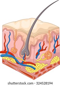 The layers of skin and pores
