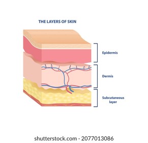 subcutaneous layer