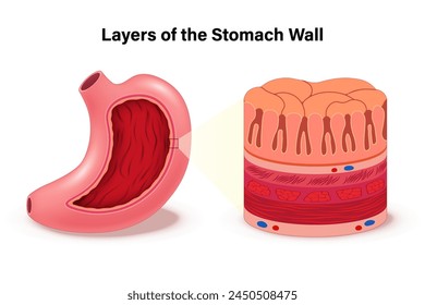 Layers of the stomach wall vector. Anatomy of the structure. Digestive Organ. Internal organ.