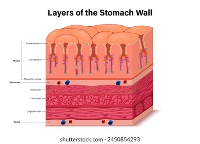 Capas del Vector de la pared del estómago. Anatomía de la estructura. Órgano Digestivo. Órgano interno. Mucosa, Submucosa y Serosa.