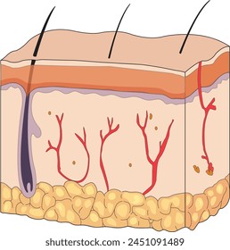 Layers and structure of skin