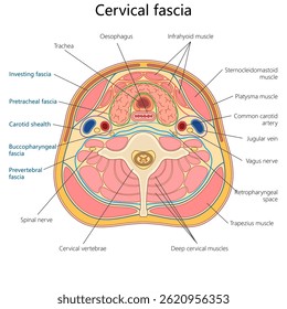 layers and structures of the cervical fascia in cross-section of the human neck, labeled for educational use diagram hand drawn schematic vector illustration. Medical science educational illustration