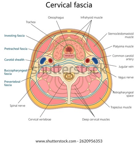 layers and structures of the cervical fascia in cross-section of the human neck, labeled for educational use diagram hand drawn schematic vector illustration. Medical science educational illustration