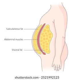 camadas de gordura subcutânea e visceral no abdômen humano, músculos abdominais e diagrama de distribuição de gordura desenhado à mão ilustração vetorial esquemática. Ilustração educacional de ciências médicas