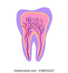 capas de un diente, sección sagital anatómica que muestra las venas y los nervios de un diente humano, ilustración vectorial diseño plano, elemento aislado en fondo blanco