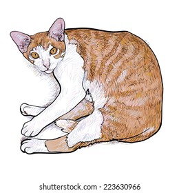 Laying down cat looking up curiously.vector illustration