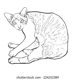 Laying down cat looking up curiously.vector illustration