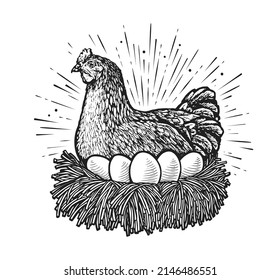 Laying hen in nest sketch vector. Farm chicken and eggs drawn in vintage engraving style