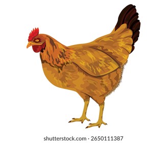 the Laying hen on white background vector design