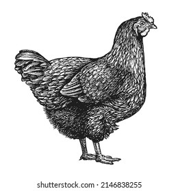 Laying Hen Sketch. Farm Chicken Breeding In Vintage Engraving Style. Vector Illustration