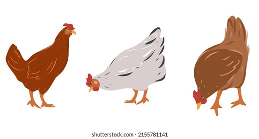 Laying hens. Set of cute cartoon chickens.Vector illustration of farm animals isolated on white background.