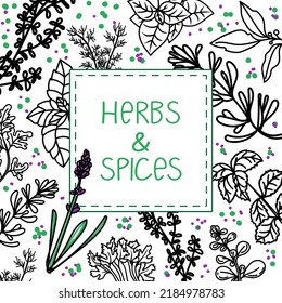 Diseño de embalaje o publicidad. Hierbas y especias, ilustraciones de vector a mano. Dibujo a mano estilo doodle. Cocina. Plantas aromáticas. Diseño postal. Estilo de esbozo.  