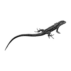 Lazarus Lizard Hand Drawing Vector Illustration Isolated On White Background