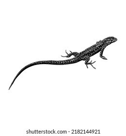 Lazarus Lizard hand drawing vector illustration isolated white background
