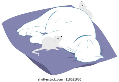 Lazy cat